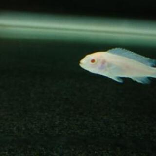 スノー シクリッド アフリカンシクリッド スノーホワイト シクリッド アクアリウム 水槽 熱帯魚 レイアウト ジモティーアクア 宮之阪のその他の中古あげます 譲ります ジモティーで不用品の処分