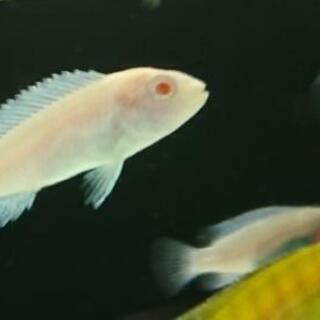 スノー シクリッド アフリカンシクリッド スノーホワイト シクリッド アクアリウム 水槽 熱帯魚 レイアウト ジモティーアクア 宮之阪のその他の中古あげます 譲ります ジモティーで不用品の処分