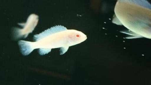 スノー シクリッド アフリカンシクリッド スノーホワイト シクリッド アクアリウム 水槽 熱帯魚 レイアウト ジモティーアクア 宮之阪のその他の中古あげます 譲ります ジモティーで不用品の処分