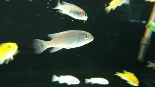コバルトブルー シクリッド アフリカンシクリッド ブライトブルー シクリッド アクアリウム 水槽 熱帯魚 レイアウト ジモティーアクア 宮之阪のその他の中古あげます 譲ります ジモティーで不用品の処分 コバルトブルー シクリッド アフリカンシクリッド ブライトブルー シクリッド アクアリウム 水槽 熱帯魚 レイアウト ジモティーアクア 宮之阪のその他の中古あげます 譲ります ジモティーで不用品の処分
