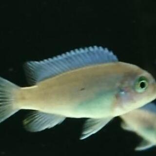 コバルトブルー シクリッド アフリカンシクリッド ブライトブルー シクリッド アクアリウム 水槽 熱帯魚 レイアウト ジモティーアクア 宮之阪のその他の中古あげます 譲ります ジモティーで不用品の処分 コバルトブルー シクリッド アフリカンシクリッド ブライトブルー シクリッド アクアリウム 水槽 熱帯魚 レイアウト ジモティーアクア 宮之阪のその他の中古あげます 譲ります ジモティーで不用品の処分