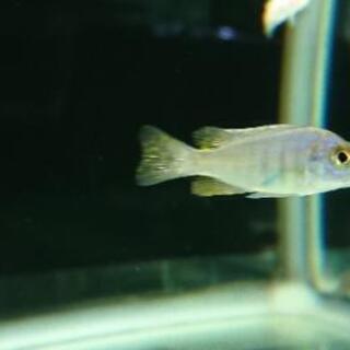 アーリー アフリカンシクリッド スキアエノクロミス フライエリィアーリィ アクアリウム 水槽 熱帯魚 レイアウト ジモティーアクア 宮之阪のその他の中古あげます 譲ります ジモティーで不用品の処分