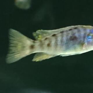 アーリー アフリカンシクリッド スキアエノクロミス フライエリィアーリィ アクアリウム 水槽 熱帯魚 レイアウト ジモティーアクア 宮之阪のその他の中古あげます 譲ります ジモティーで不用品の処分