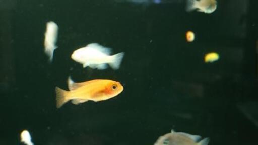 レッドゼブラ シクリッド アフリカンシクリッド オレンジゼブラ シクリッド アクアリウム 水槽 熱帯魚 レイアウト ジモティーアクア 宮之阪のその他の中古あげます 譲ります ジモティーで不用品の処分