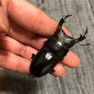 岩手県産天然オオクワガタ♂56mm♀38mm
