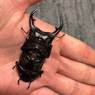 岩手県産天然オオクワガタ♂56mm♀38mm