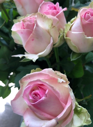 切り花品種ソルベットアバランチェ 大輪ローズ 挿し木苗 Pink1jp 北九州のその他の中古あげます 譲ります ジモティーで不用品の処分 切り花品種ソルベットアバランチェ 大輪ローズ 挿し木苗 Pink1jp 北九州のその他の中古あげます 譲ります ジモティーで不用品の処分