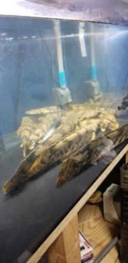 エンドリケリー 古代魚 ワイルド ポリプテルス