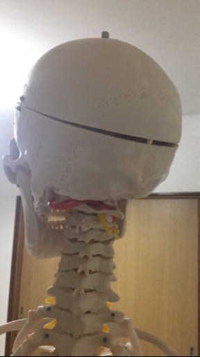 骨格模型