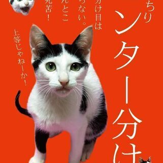 7月14日(日)の譲渡会に出します❤️まん中分けのこだわり 一生...