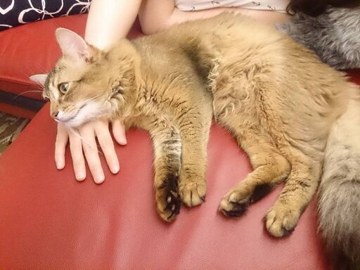 ソマリ ルディ 血統書付きの甘えん坊猫です ジモン 汐ノ宮の猫の里親募集 ジモティー ソマリ ルディ 血統書付きの甘えん坊猫です ジモン 汐ノ宮の猫の里親募集 ジモティー