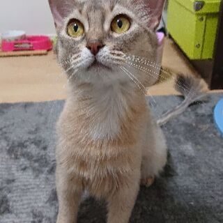 ソフィー女の子の賢いソマリ猫です。 − 大阪府