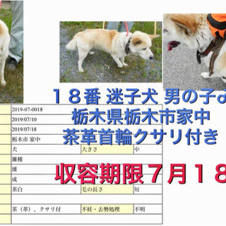 センターお見合い成功しましたありがとうございます もも 池袋の犬の里親募集 ジモティー センターお見合い成功しましたありがとうございます もも 池袋の犬の里親募集 ジモティー