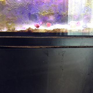 水槽♡クマノミ