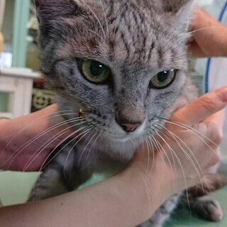 【持ち込み】人懐っこい美猫ちゃん − 香川県