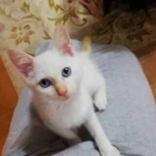 ブルーアイ　白猫　男の子　3か月