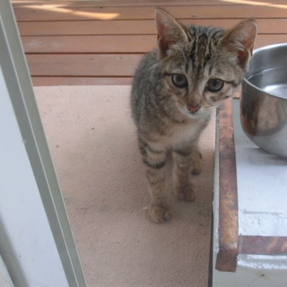 今日突然、1匹の子猫がガラス戸から部屋を覗いてます。可哀相だけど...