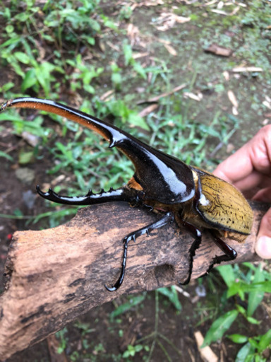 ヘラクレスオオカブトムシ♂♀ペア オス140mm