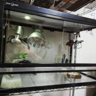 決まりました！本日お渡し！爬虫類飼育セット