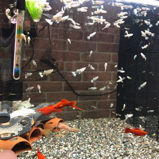 国産グッピー ドイツイエロータキシード 幼魚全て ユウイチ 西代のその他の中古あげます 譲ります ジモティーで不用品の処分 国産グッピー ドイツイエロータキシード 幼魚全て ユウイチ 西代のその他の中古あげます 譲ります ジモティーで不用品の処分
