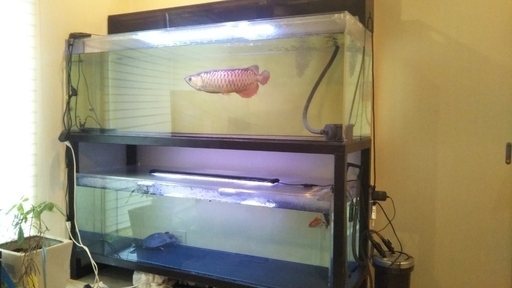 大幅値下げ180cm2段水槽