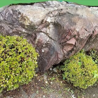 庭石　赤
