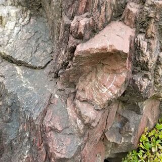 庭石　赤