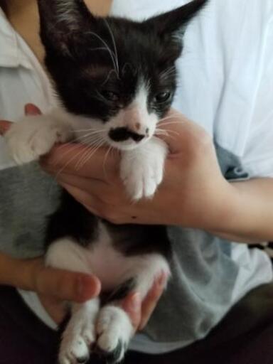 仔猫生後3ヶ月白黒ネコオスハチワレ ハゲにピアス 伊達の猫の里親募集 ジモティー 仔猫生後3ヶ月白黒ネコオスハチワレ ハゲにピアス 伊達の猫の里親募集 ジモティー