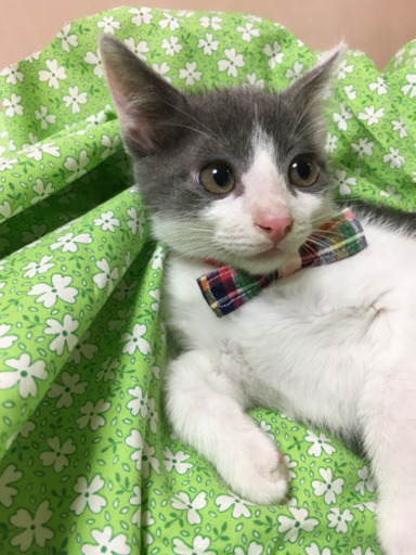 ホワイトグレーハチワレ 2ヶ月 Harutyan 港南台の猫の里親募集 ジモティー ホワイトグレーハチワレ 2ヶ月 Harutyan 港南台の猫の里親募集 ジモティー