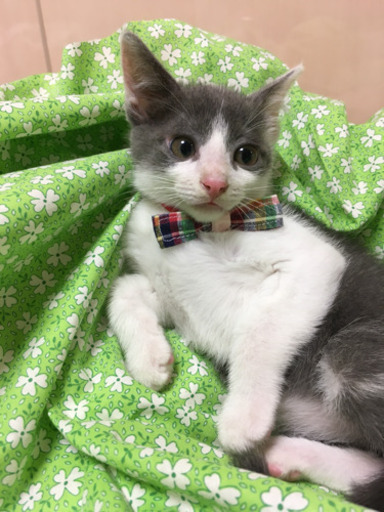 ホワイトグレーハチワレ 2ヶ月 Harutyan 港南台の猫の里親募集 ジモティー ホワイトグレーハチワレ 2ヶ月 Harutyan 港南台の猫の里親募集 ジモティー