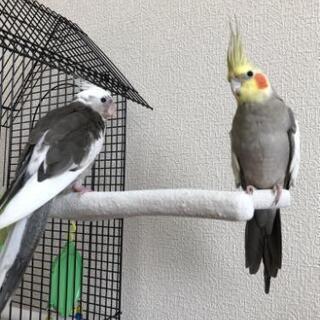 【ありがとうございました】オカメインコ2羽の里親募集