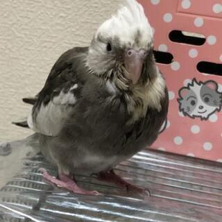 【ありがとうございました】オカメインコ2羽の里親募集 - その他