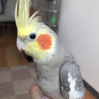 【ありがとうございました】オカメインコ2羽の里親募集 - 里親募集