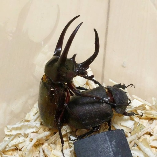 アトラスオオカブト幼虫 Clorets 白楽のその他の中古あげます 譲ります ジモティーで不用品の処分 アトラスオオカブト幼虫 Clorets 白楽のその他の中古あげます 譲ります ジモティーで不用品の処分