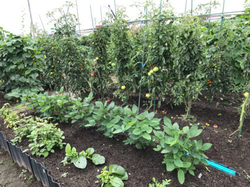 1区画空き有り市民農園ハッピーファーム 手ぶらde農園に来て野菜の栽培ができます Hiiragi117 亀崎のその他の無料広告 無料掲載の掲示板 ジモティー 1区画空き有り市民農園ハッピーファーム 手ぶらde農園に来て野菜の栽培ができます Hiiragi117 亀崎のその他の無料広告 無料掲載の掲示板 ジモティー