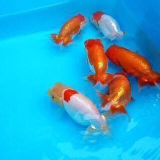 らんちゅうの子供 黒子10匹 ジモティー特価です 7 23現在残り2セットです プロフィール要確認 臼杵のその他の中古あげます 譲ります ジモティーで不用品の処分