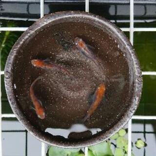 メダカ( 三色琥珀錦透明鱗)選別漏れの稚魚５匹