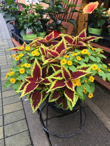 超６０センチ寄せ植え栄養系コリウス メランポ 花遊瑞花 ナックル 鴻巣のその他の中古あげます 譲ります ジモティーで不用品の処分