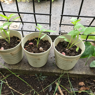 中古青唐辛子が無料 格安で買える ジモティー