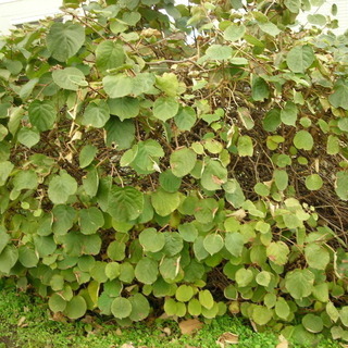 この木なんの木 気になる木 キウイの木をあげます カップウィズハンドル 盛岡のその他の中古あげます 譲ります ジモティーで不用品の処分