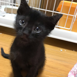 甘えん坊の黒猫1ヶ月男の子