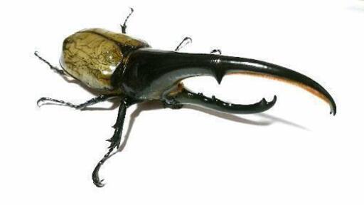 カブトムシ クワガタ採集 飼育仲間募集 リョウ 撫牛子のその他のメンバー募集 無料掲載の掲示板 ジモティー