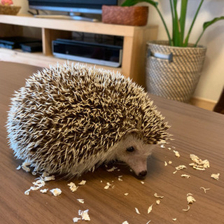 【1歳女の子】ハリネズミ パイド ☆飼育備品付き