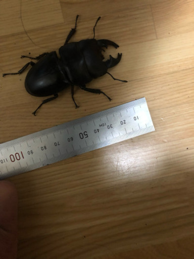 ヒラタクワガタ