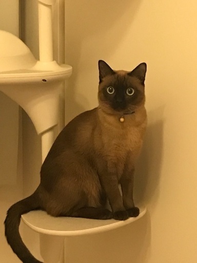 1才8ヶ月の男の子(トンキニーズの混血) (まる) 三軒茶屋の猫の里親