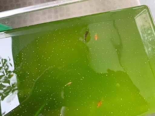 金魚 桜コメットの青仔 稚魚 1匹ずつ Muraji 名古屋のその他の中古あげます 譲ります ジモティーで不用品の処分