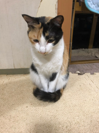猫 女の子 2才 里親募集 室内飼い猫 ちまちま 深江橋の猫の里親募集 ジモティー