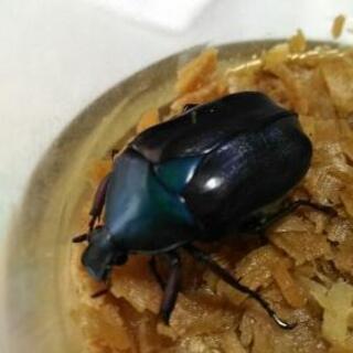 超超激レア　ブルーカナブン 超超激レア ブルーカナブン