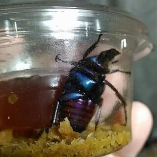 超超激レア　ブルーカナブン 超超激レア ブルーカナブン