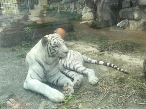 19年8月10日 土 東武動物公園の花火大会行ける方募集中です おひとり様非喫煙の方 ゆみ 川口の友達のメンバー募集 無料掲載の掲示板 ジモティー